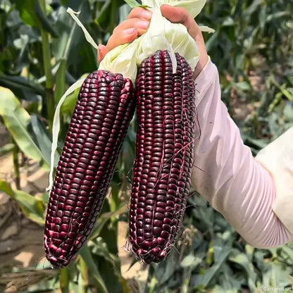 🌽💜 Semillas de Maíz Morado Dulce Premium (Híbrido F1) – Más Producción, Más Sabor y Mejor Cosecha (1000 Semillas)🌽