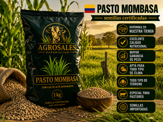 🔥🐄Semillas de Pasto Mombasa Premium Importada 🌱 | Alto Rendimiento de Forraje en Todo Clima 🚜💰 (1 Kg)