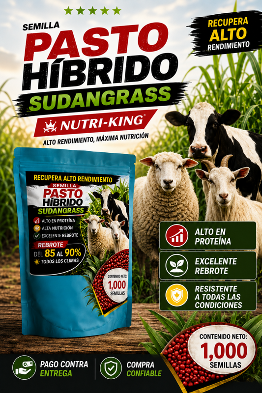 Semillas de Pasto Hibrido Sudangras  Nutri-king🐄🌾(1.000 SEMILLAS)🌱
