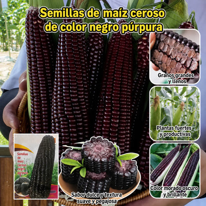 🌽💜 Semillas de Maíz Morado Dulce Premium (Híbrido F1) – Más Producción, Más Sabor y Mejor Cosecha (1000 Semillas)🌽