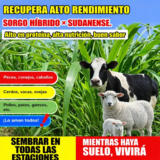 🌿Semillas de pasto hibrido Sudangrass Nutri-King 🐄🐑🐐(Bolsa 1 KG)🌱