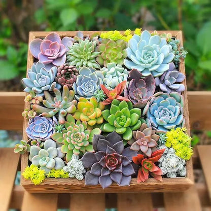 🌵Semillas Surtidas de Suculentas x 30 und 40%OFF + GUIA PASO A PASO PARA CULTIVAR