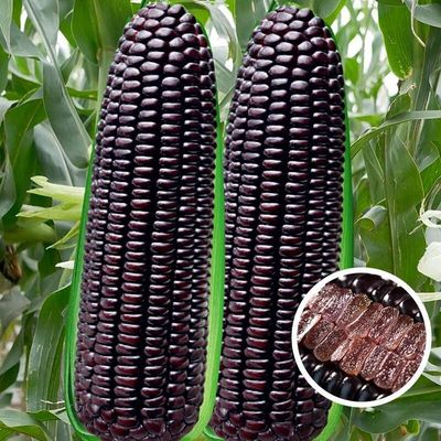 🌽💜 Semillas de Maíz Morado Dulce Premium (Híbrido F1) – Más Producción, Más Sabor y Mejor Cosecha (1000 Semillas)🌽