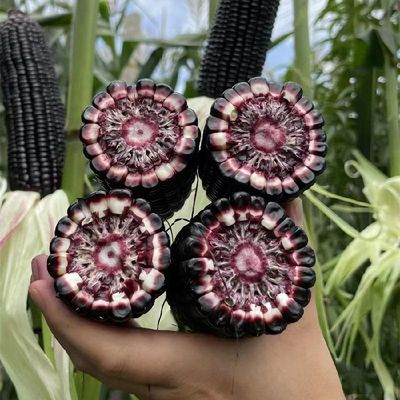 🌽💜 Semillas de Maíz Morado Dulce Premium (Híbrido F1) – Más Producción, Más Sabor y Mejor Cosecha (1000 Semillas)🌽